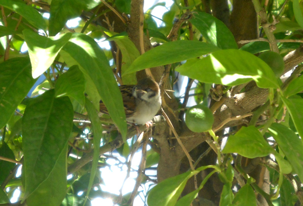 Passer domesticus